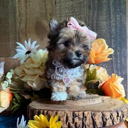 Winnie - Sable female Yorkshire Terrier puppy in Howe, Oklahoma from Ray Holder