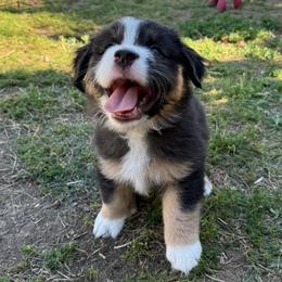 Tide - Black tri male Miniature American Shepherd puppy in Phoenix, Arizona from Outlaw Minis