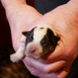 Candy - Blue mottled female Australian Cattle Dog puppy in Buffalo Valley, Tennessee from Buffalo Valley Breeders