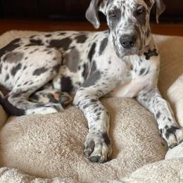 Great Dane Puppies from Sand Mountain Danes LLC