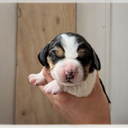 Female 3 - Black tan and white female Beagle puppy in Baltimore, Maryland from Country Acres Farm