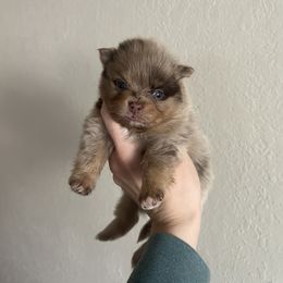 Girl 2 - Chocolate merle Pomeranian puppy in Muskogee, Oklahoma from Wonderlust Pomeranians