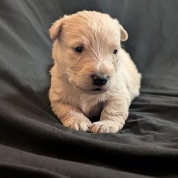 Peanut - Wheaten male Scottish Terrier puppy in Crossville, Tennessee from Cavern Kennels