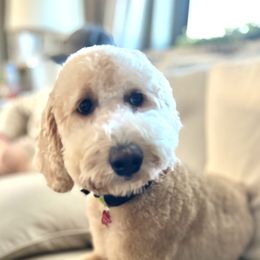 Molly - Goldendoodle