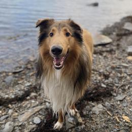 Collie All Grown Up from Tucker Creek Collies