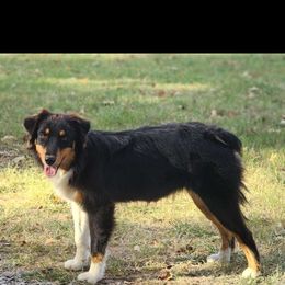 Eclipse - Australian Shepherd