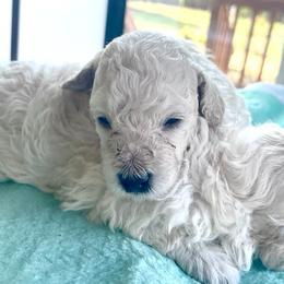 Whity - White male Poodle puppy in Wichita, Kansas from Adagio Toy Poodles
