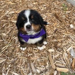 Purple Boy - Black rust and white male Bernese Mountain Dog puppy in Bloomfield, Nebraska from Puppies on the Prairie