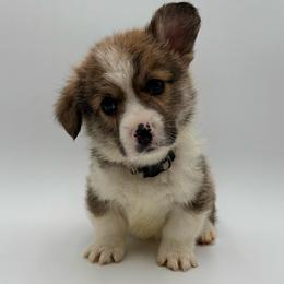 Mushu - Fawn male Pembroke Welsh Corgi puppy in Vacaville, California from Hope_4thebay_Corgis