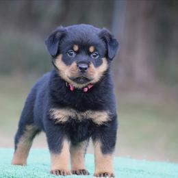 Reina - Black and mahogany female Rottweiler puppy in Uniontown, Alabama from CedarBluff Rottweilers
