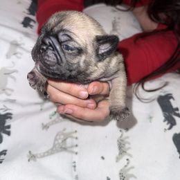 Bean - Fawn male Pug puppy in Vader, Washington from Tanori Kennels