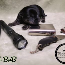 German Shepherd and Scottish Terrier Puppies from Viceroy's Kennel LLC