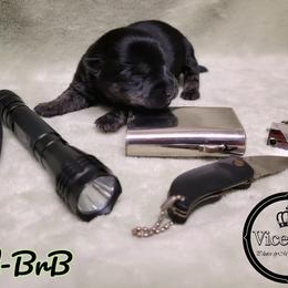 German Shepherd and Scottish Terrier Puppies from Viceroy's Kennel LLC