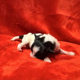 Boy 1 - White and black male Chinese Crested puppy in Auburn, Kansas from TopBrass Kennels