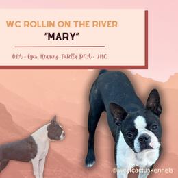 Mary - Boston Terrier