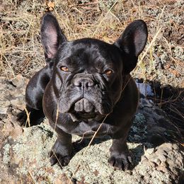 Charlie - French Bulldog