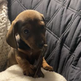 Dachshund Puppies from Harper’s Waggin Winnie’s