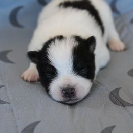 Pomeranian puppies from Hill Country Poms
