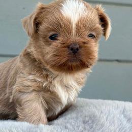 Boy 2 - Cream and white male Shih Tzu puppy in Calimesa, California from Little Mountain’s Shih Tzus
