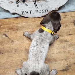 German Shorthaired Pointer Puppies from Calico Kennels