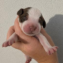 Charming - Liver white and roan male English Springer Spaniel puppy in Fort White, Florida from Thunderbird Springers