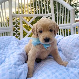 Wells- Green - Apricot male Goldendoodle puppy in Carlton, Minnesota from Lakeside Doodles MN