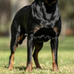 Rottweilers from Schwarzloewen Rottweilers