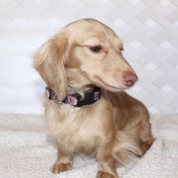 Willow - Dachshund