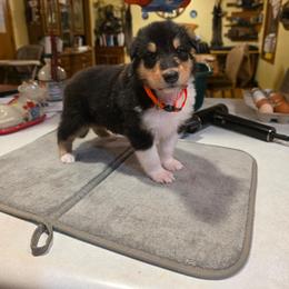 Orange - Black white and tan male Collie puppy in Wykoff, Minnesota from Country Collies