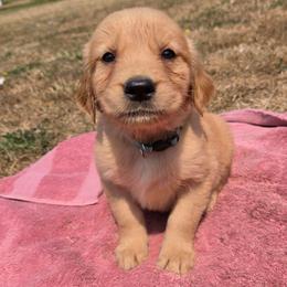 Zinnia- Light blue collar - Dark golden female Golden Retriever puppy in Tenino, Washington from Oak River Goldens'