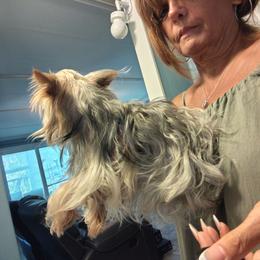 Yorkshire Terrier puppies from Jaydas pawsome paws
