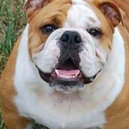 Bulldogs from North Ga Bulldogs