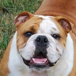 Bulldogs from North Ga Bulldogs