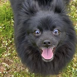 Pomeranians from Ashlyn’s Pomeranians