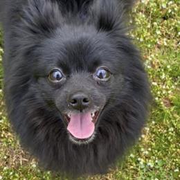 Pomeranians from Ashlyn’s Pomeranians