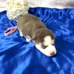 Emmy - Red and white female Siberian Husky puppy in Vail, Iowa from Homegrown Huskies