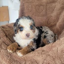 Audrey - Blue merle female Bernedoodle puppy in East Earl, Pennsylvania from Mountainside Puppies