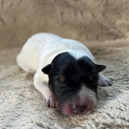 Female 1 - Blue female Australian Cattle Dog puppy in Irvington, Kentucky from Dry Valley’s Australian Cattle Dogs