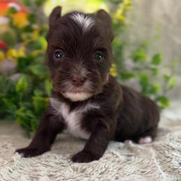 Dumpling (Orange) - Chocolate, tan and white female Yorkshire Terrier puppy in Parkersburg, West Virginia from Chocolate Diamonds in the RUFF