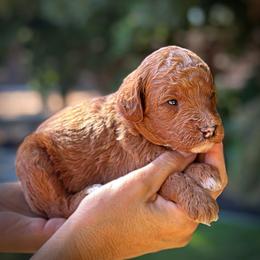 Blue Collar Boy - Red  male Poodle puppy in Modesto, California from Dry Creek Poodles