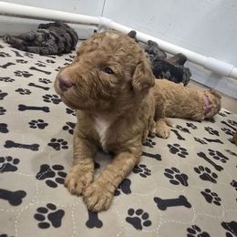 Blue Collar Male - Red male Double Doodle puppy in Killeen, Texas from Parrish Precious Ones Texas