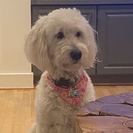 Macey - Goldendoodle