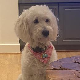 Macey - Goldendoodle
