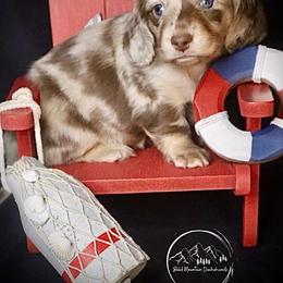 Dachshund Puppies from Bald Mountain Dachshunds