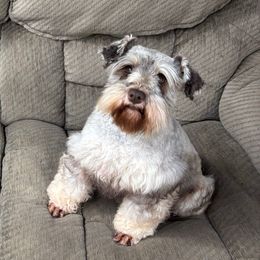 Nala - Miniature Schnauzer