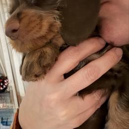 Rudolph on the go and ready to take on the world AKC - Chocolate and tan male Dachshund puppy in Erie, Michigan from Champagne’s Grinch Toe’d Dachshunds