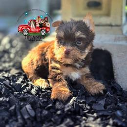 Girl 2 - Chocolate and tan female Yorkshire Terrier puppy in Old Fort, North Carolina from Tiffany’s Colorful Yorkies