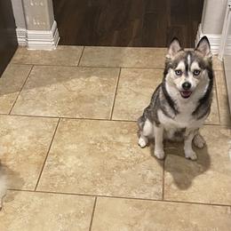 Pomsky and Toy Shetland Sheepdog Puppies from Lone Star Sheltie