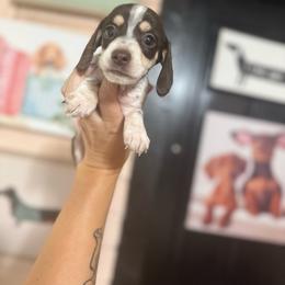 Lantern - Piebald male Dachshund puppy in Rockton, Illinois from K&M Dachshunds