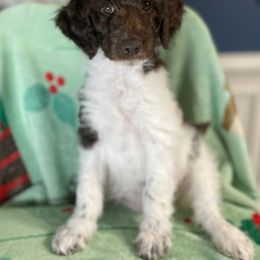 "Taffy" - Parti Goldendoodle puppy in Georgia from Garden City Doodles, LLC